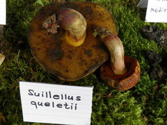 Suillellus queletii