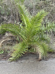 Phoenix canariensis