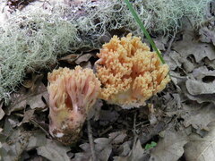Ramaria subbotrytis