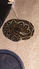 Bothrops jararaca