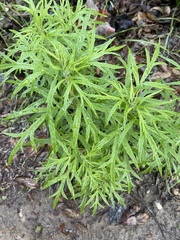 Artemisia palmeri