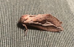 Abantiades labyrinthicus