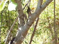 Embelia tsjeriam-cottam