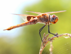 Tramea limbata