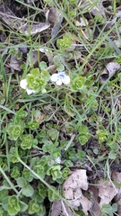 Veronica filiformis