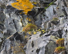 Deschampsia antarctica