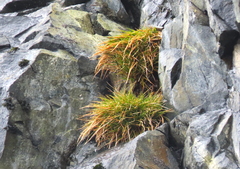 Deschampsia antarctica