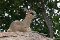 Oreotragus oreotragus transvaalensis