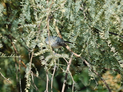 Polioptila