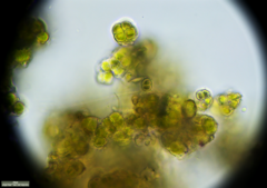 Desmococcus olivaceus