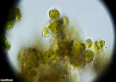 Desmococcus olivaceus
