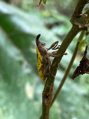 Gasteroclisus