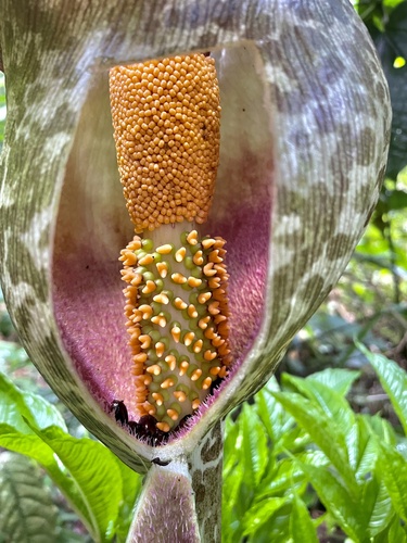 Amorphophallus stuhlmannii image