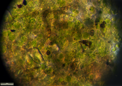Desmococcus olivaceus