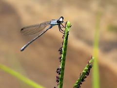 Pseudagrion kersteni
