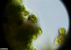 Desmococcus olivaceus