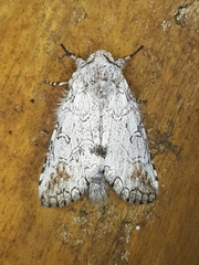 Sericochroa