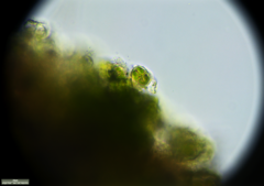 Desmococcus olivaceus