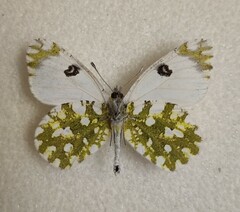 Euchloe ausonia