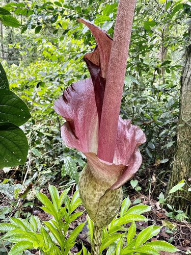 Amorphophallus stuhlmannii image