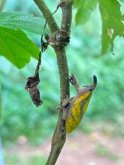 Gasteroclisus