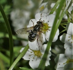 Anasimyia