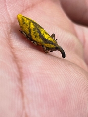 Gasteroclisus