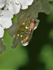 Sphegina