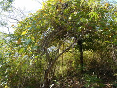 Embelia tsjeriam-cottam