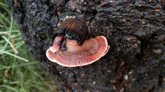 Rhodofomes cajanderi