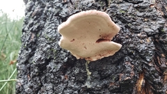 Rhodofomes cajanderi