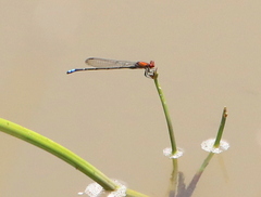 Pseudagrion massaicum
