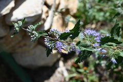 Caryopteris