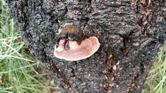 Rhodofomes cajanderi