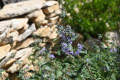 Caryopteris