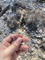 Bouteloua hirsuta