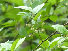 Embelia tsjeriam-cottam
