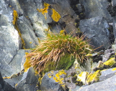 Deschampsia antarctica
