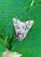 Pachetra sagittigera