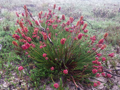 Audouinia capitata (Audouinia capitata)