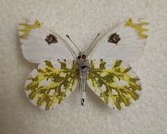 Euchloe ausonia