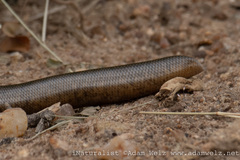 Afrotyphlops schlegelii