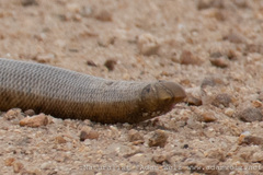 Afrotyphlops schlegelii