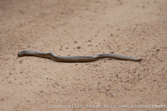 Afrotyphlops schlegelii