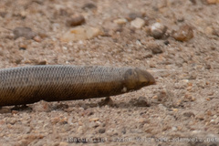 Afrotyphlops schlegelii