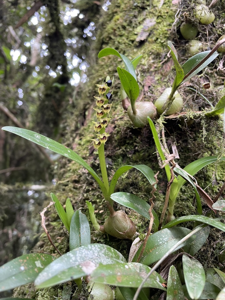 Porpax viridis