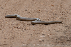 Afrotyphlops schlegelii