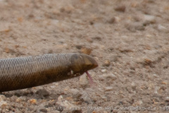 Afrotyphlops schlegelii