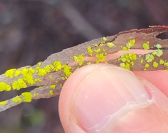 Chrysothrix xanthina