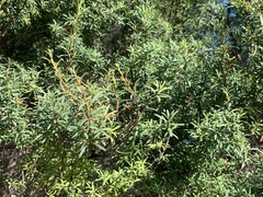 Leptospermum scoparium